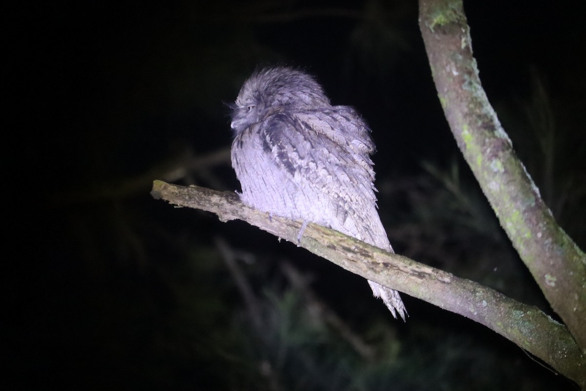 Tawny Frogmouth - ML641024815