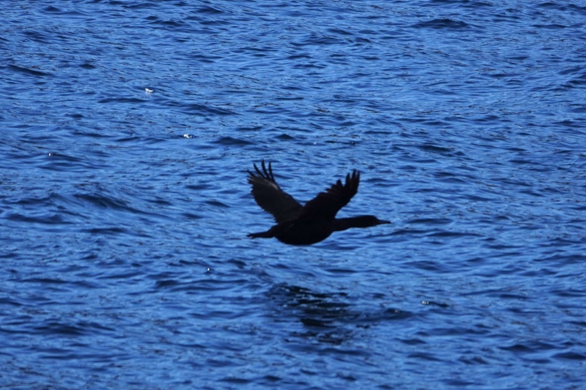 Brandt's Cormorant - ML641024826