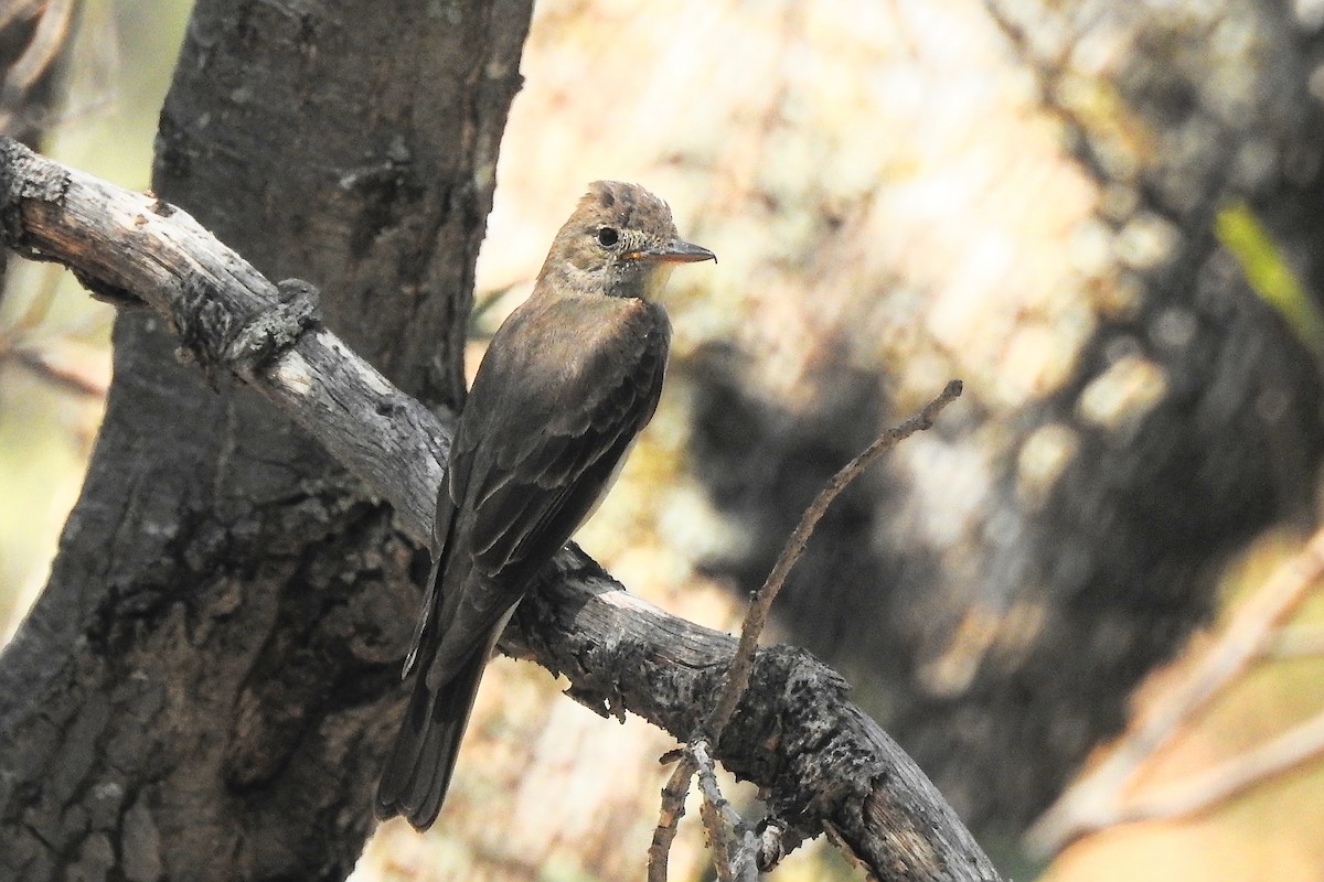 Greater Pewee - ML641024837
