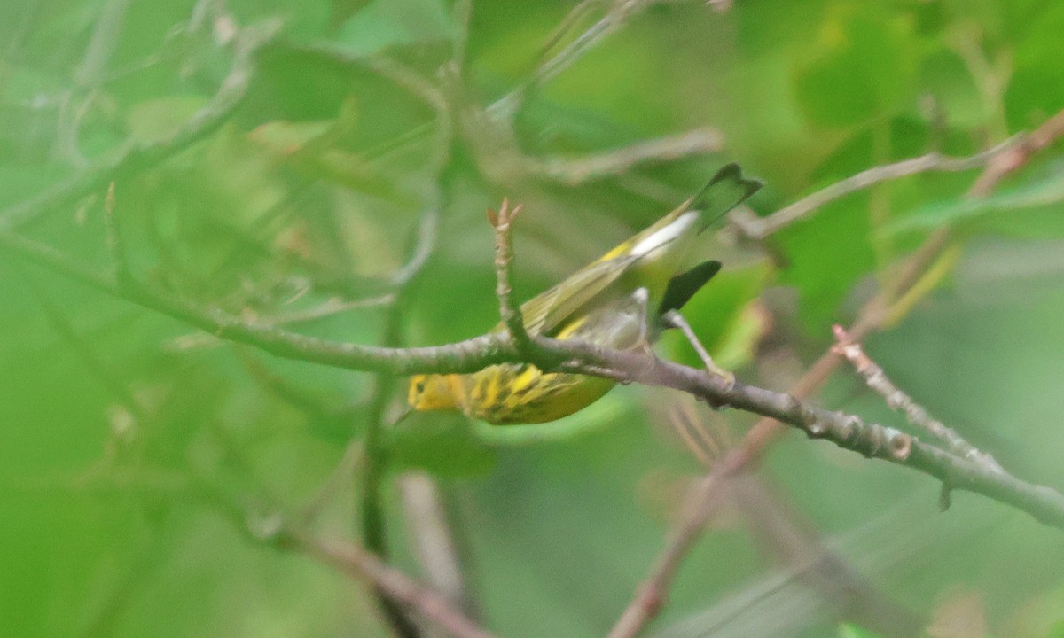 Cape May Warbler - ML641024845