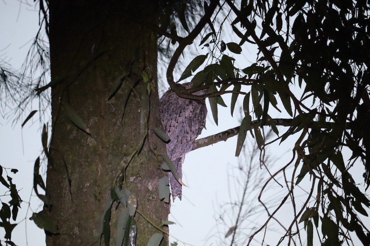 Tawny Frogmouth - ML641024863