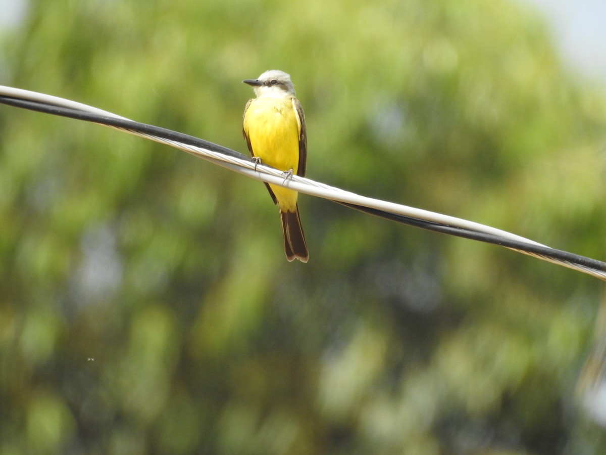 White-throated Kingbird - ML641024905