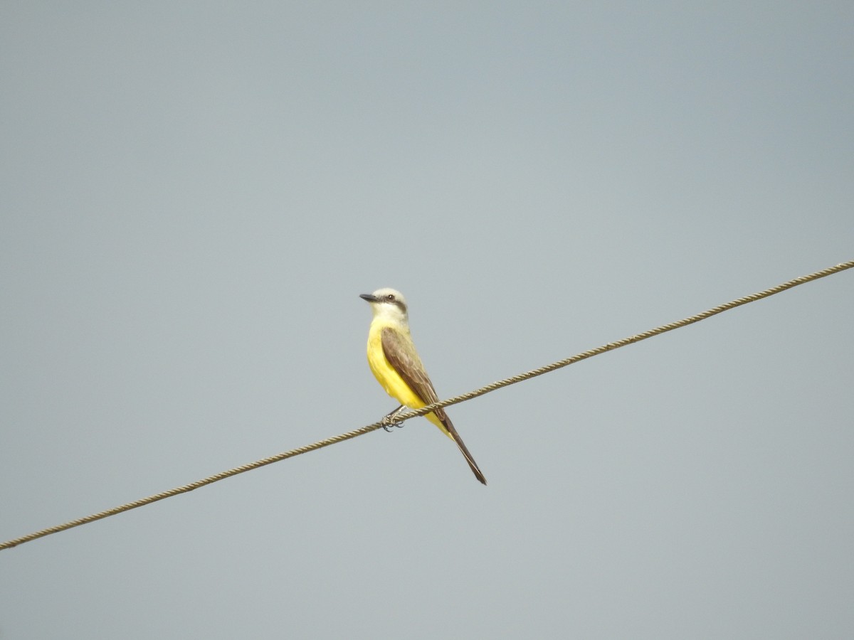 White-throated Kingbird - ML641024906