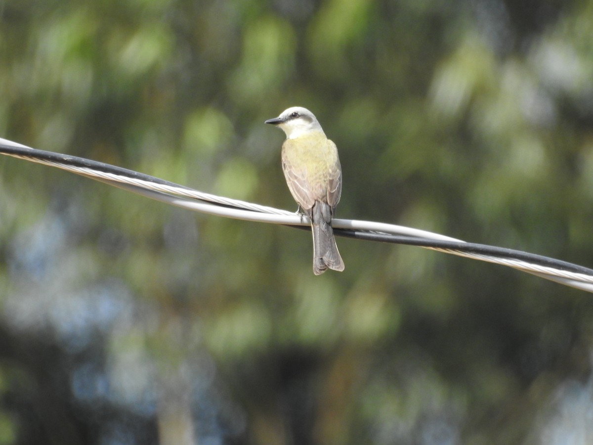 White-throated Kingbird - ML641024909