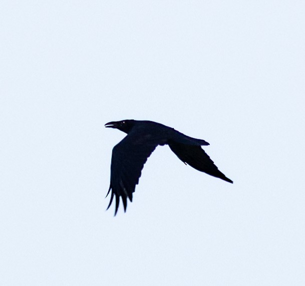 Grand Corbeau - ML641024934