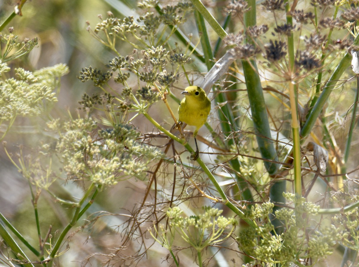 Yellow Warbler - ML641024961