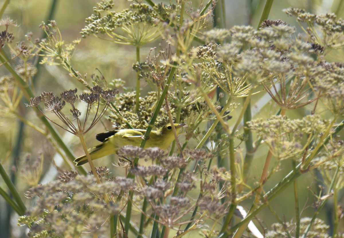 Yellow Warbler - ML641024974