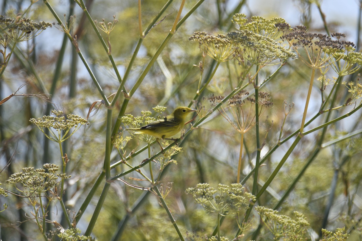 Yellow Warbler - ML641024983
