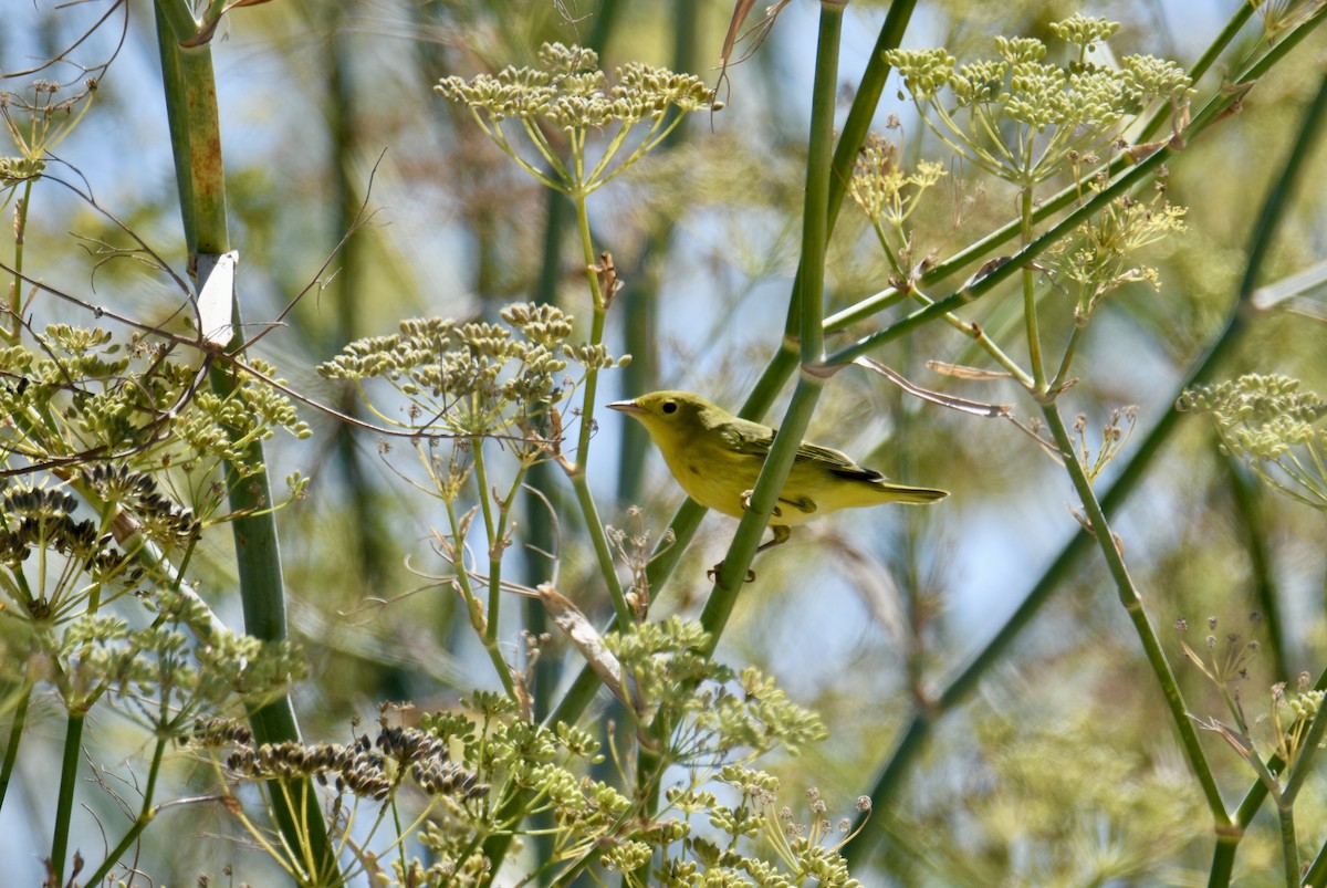Yellow Warbler - ML641024991