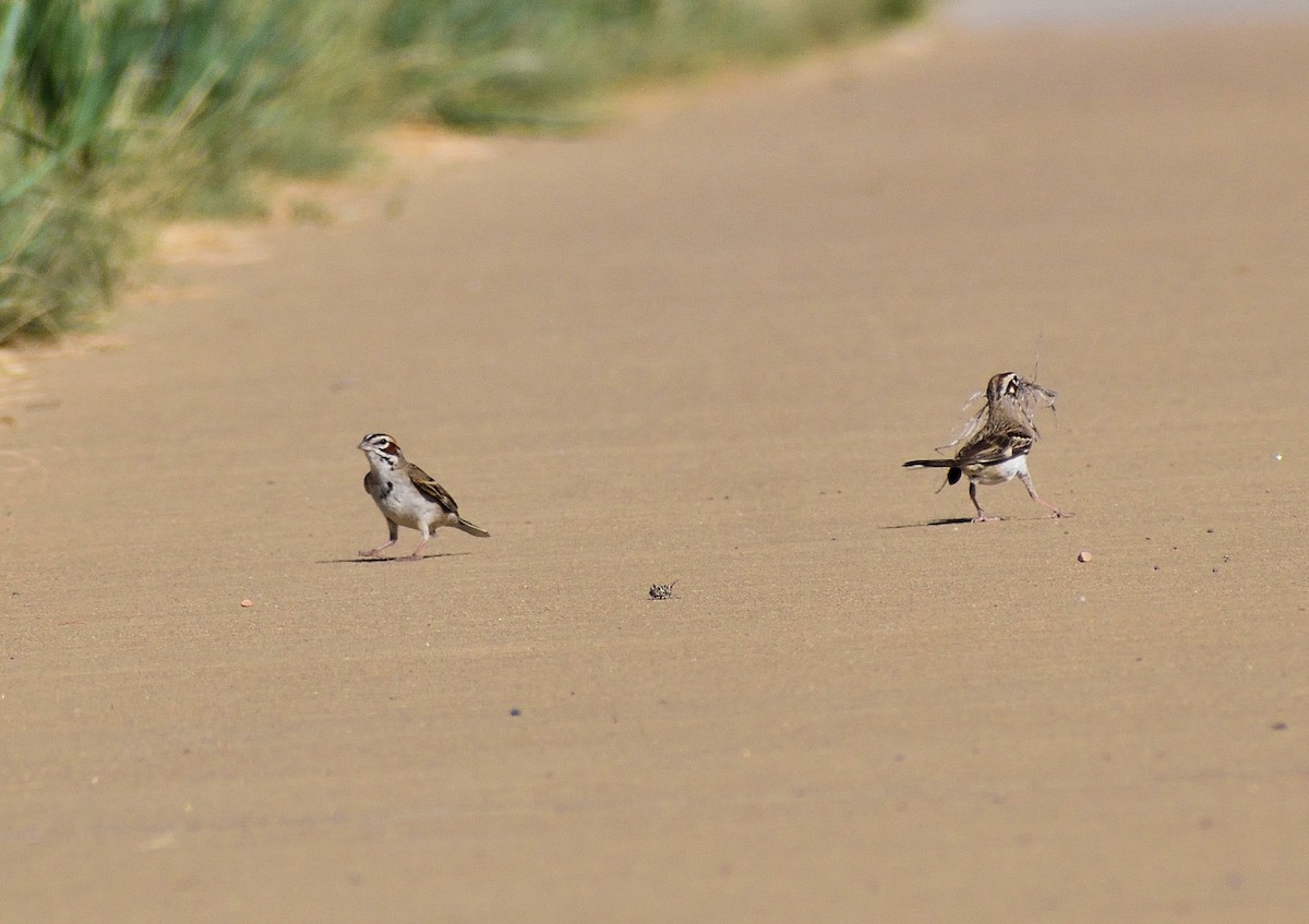 Lark Sparrow - ML641025011