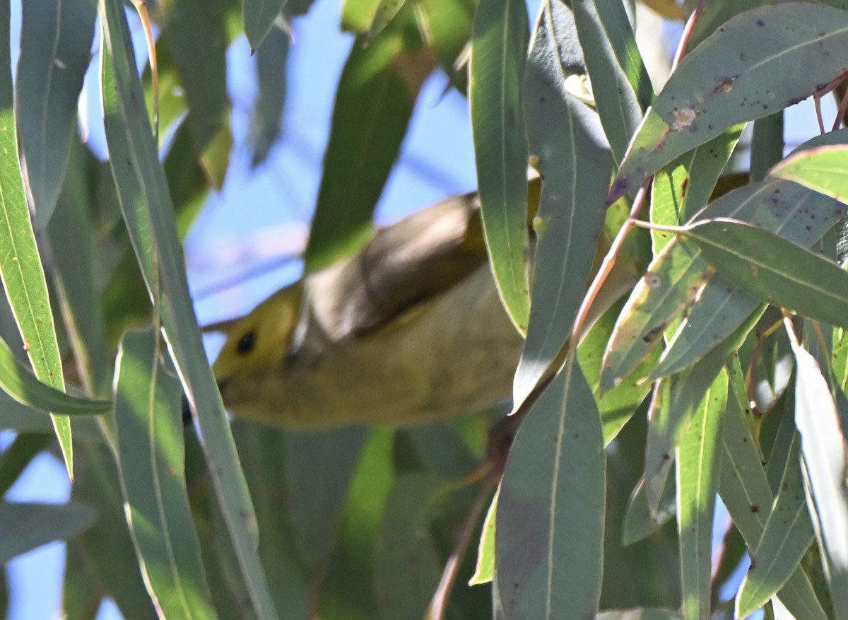 White-plumed Honeyeater - ML641025019