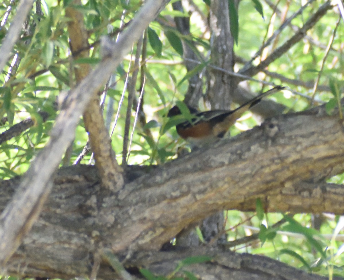 Spotted Towhee - ML641025022