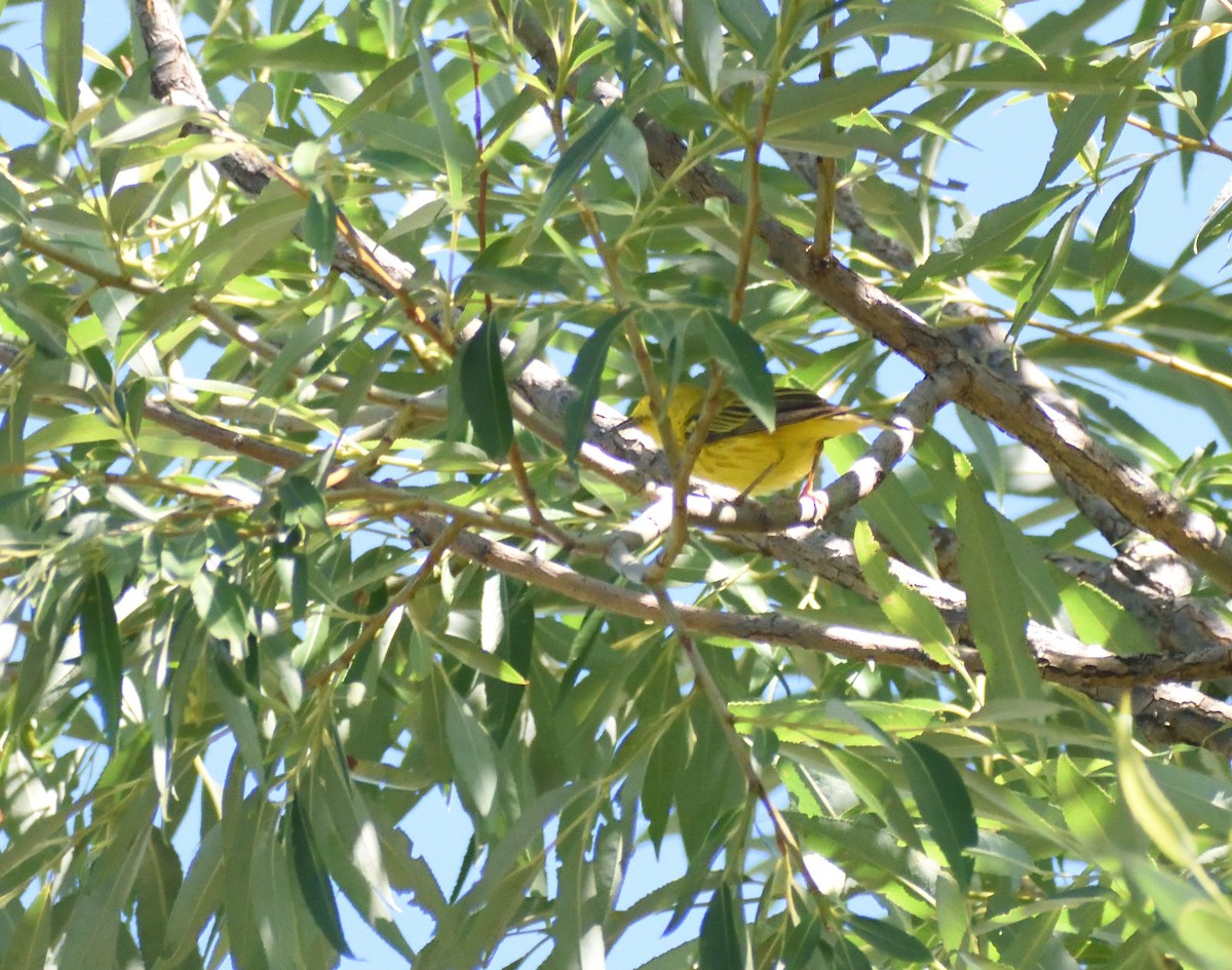 Yellow Warbler - ML641025041
