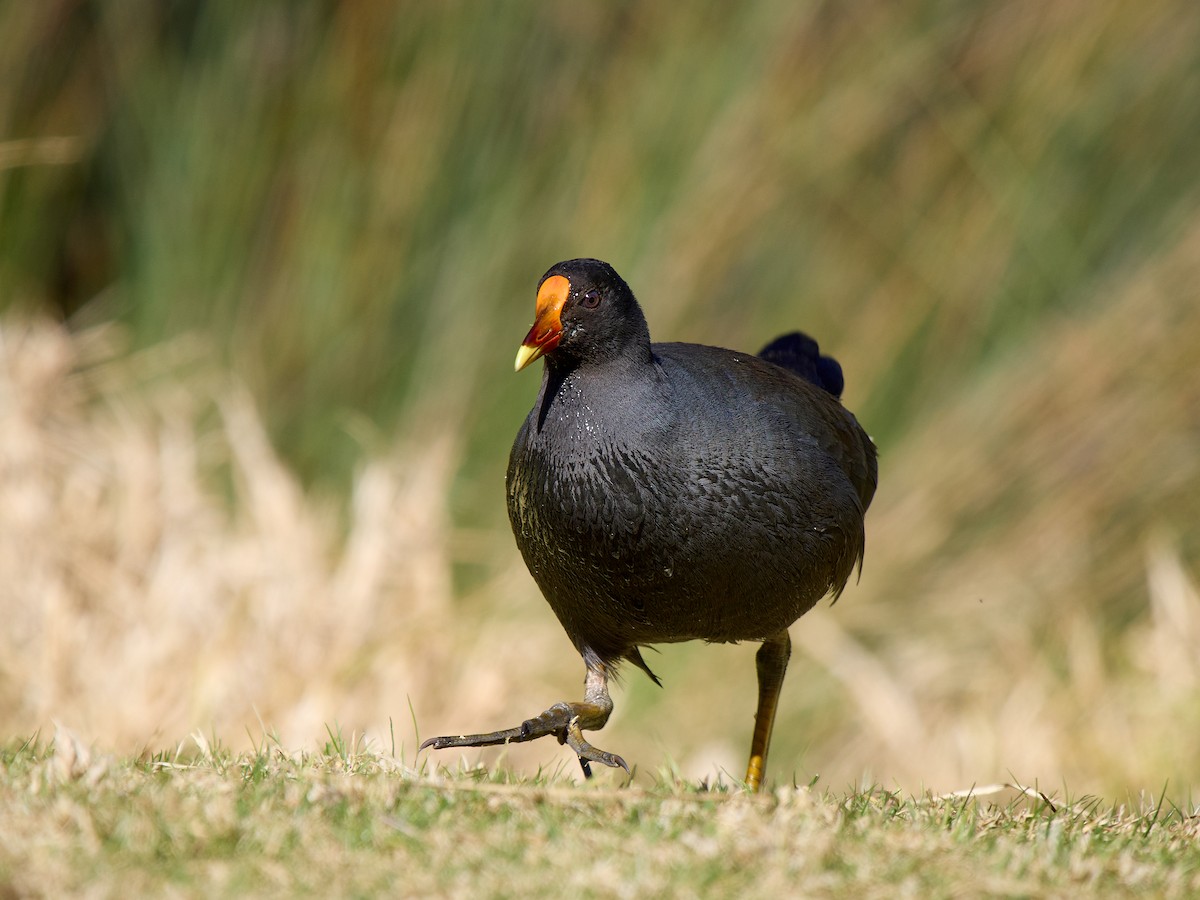 Dusky Moorhen - ML641025044