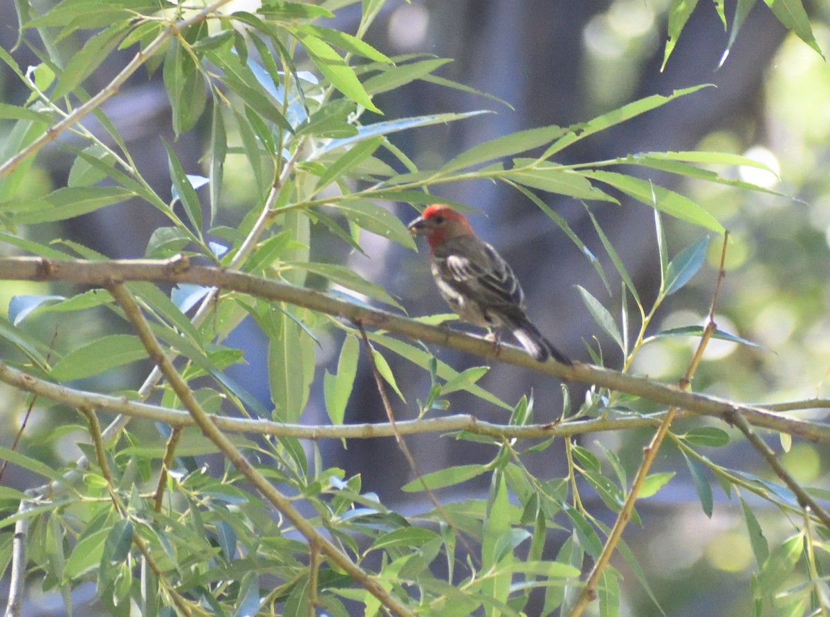 House Finch - ML641025064