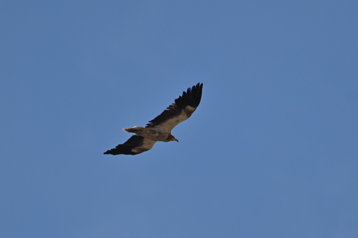 Egyptian Vulture - ML641025070