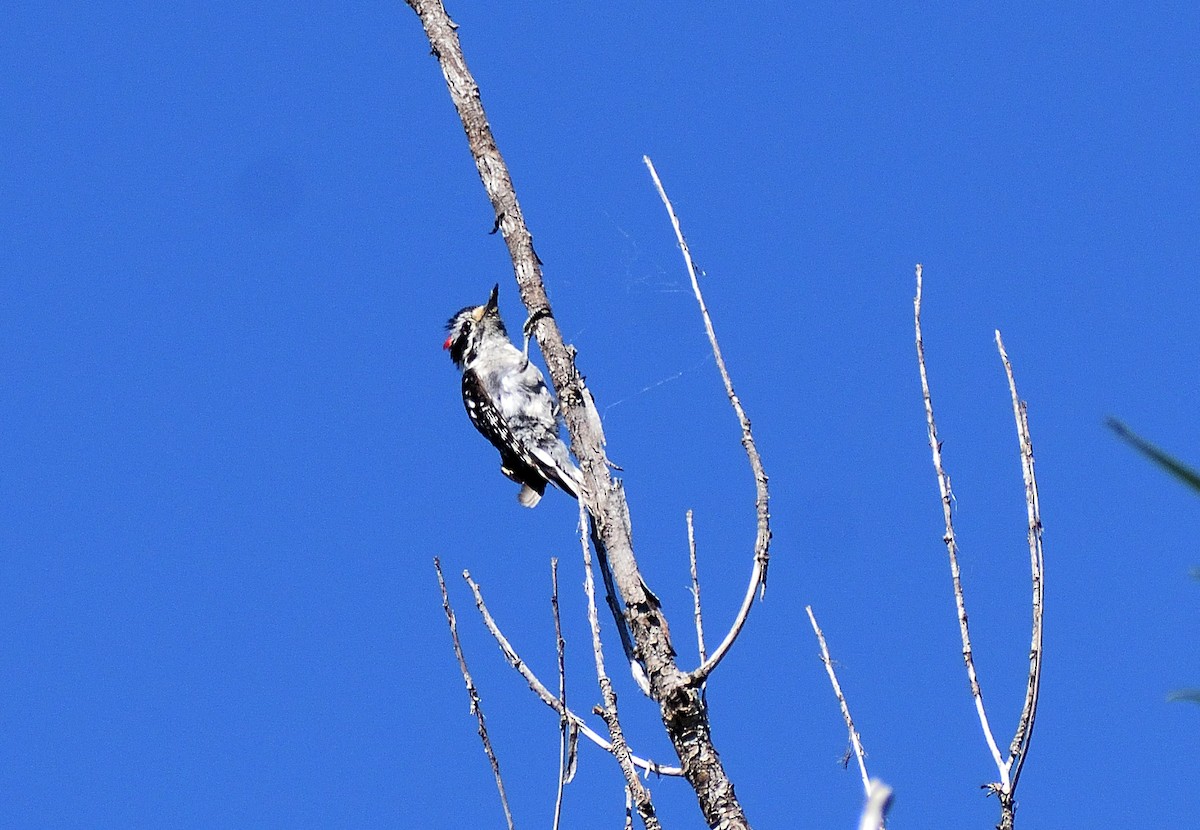 Downy Woodpecker - ML641025074