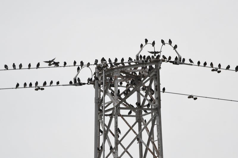 White-cheeked Starling - ML641025139