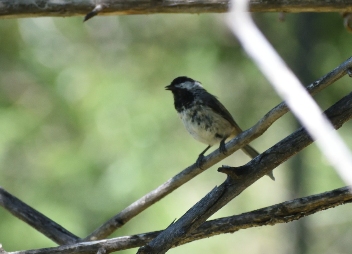 Black-capped Chickadee - ML641025140