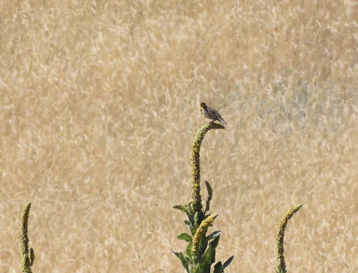 Western Meadowlark - ML641025149