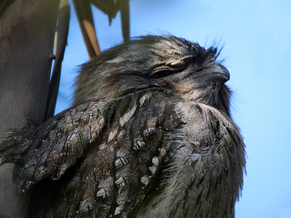 Tawny Frogmouth - ML641025172