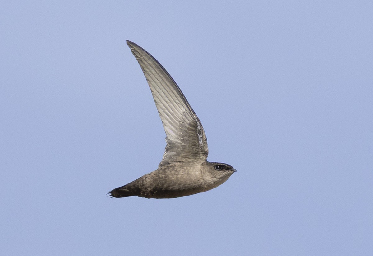 Chimney Swift - ML641025178