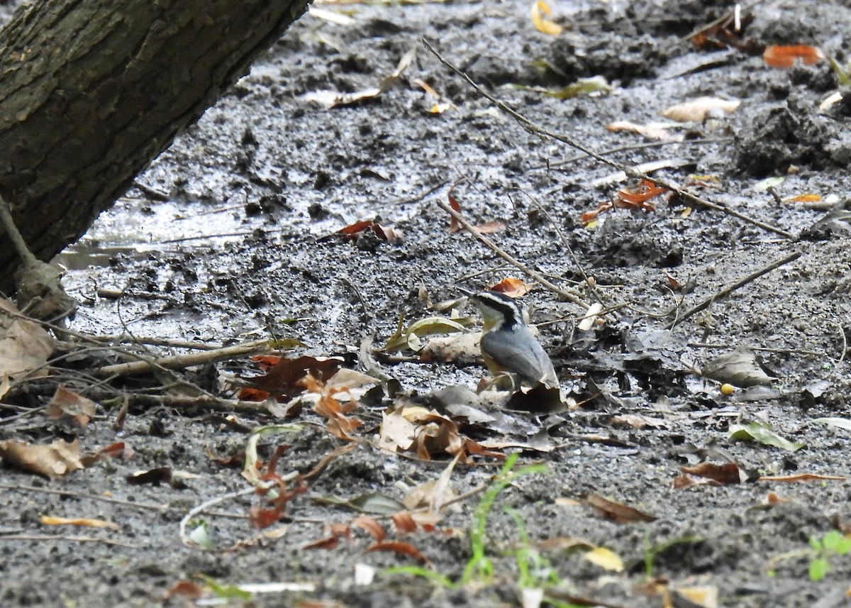Red-breasted Nuthatch - ML641025201