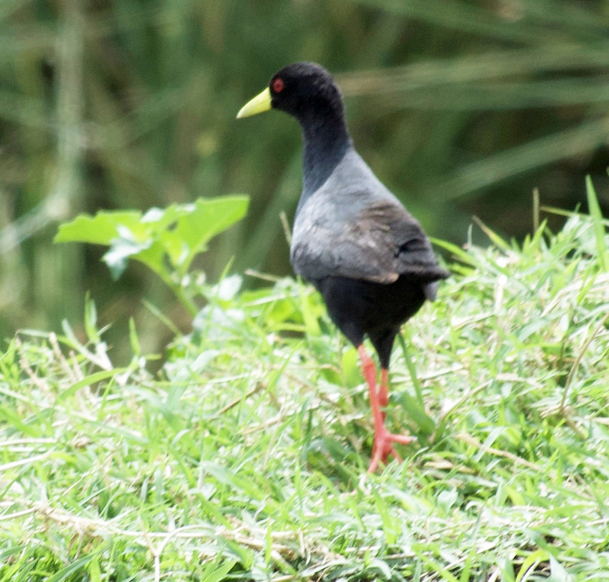 Black Crake - ML641025234