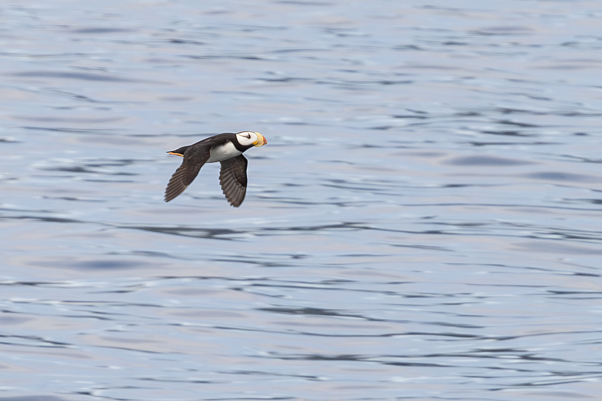 Horned Puffin - ML641025316