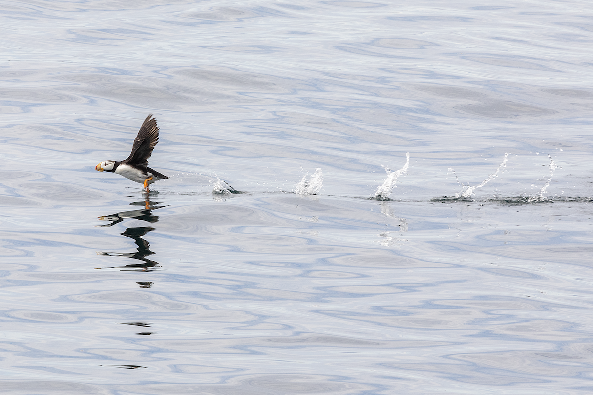 Horned Puffin - ML641025317