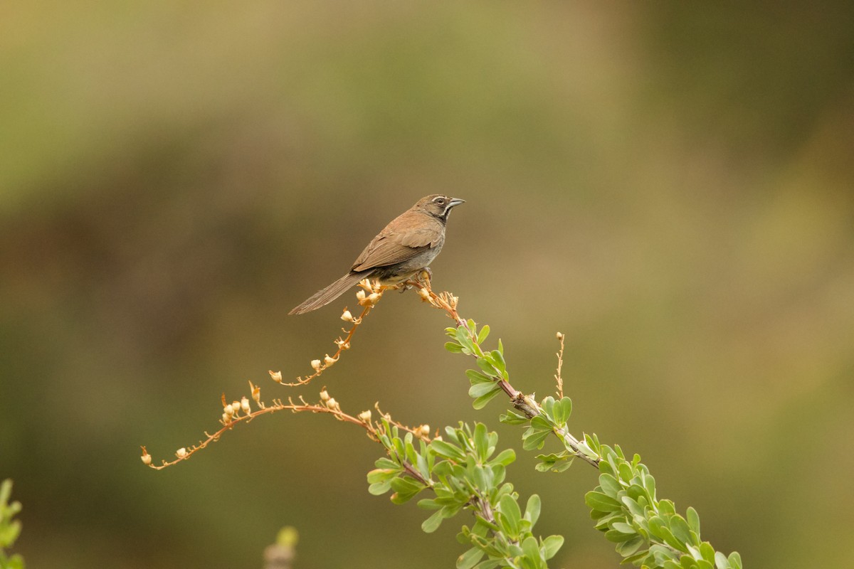 Five-striped Sparrow - ML641025342
