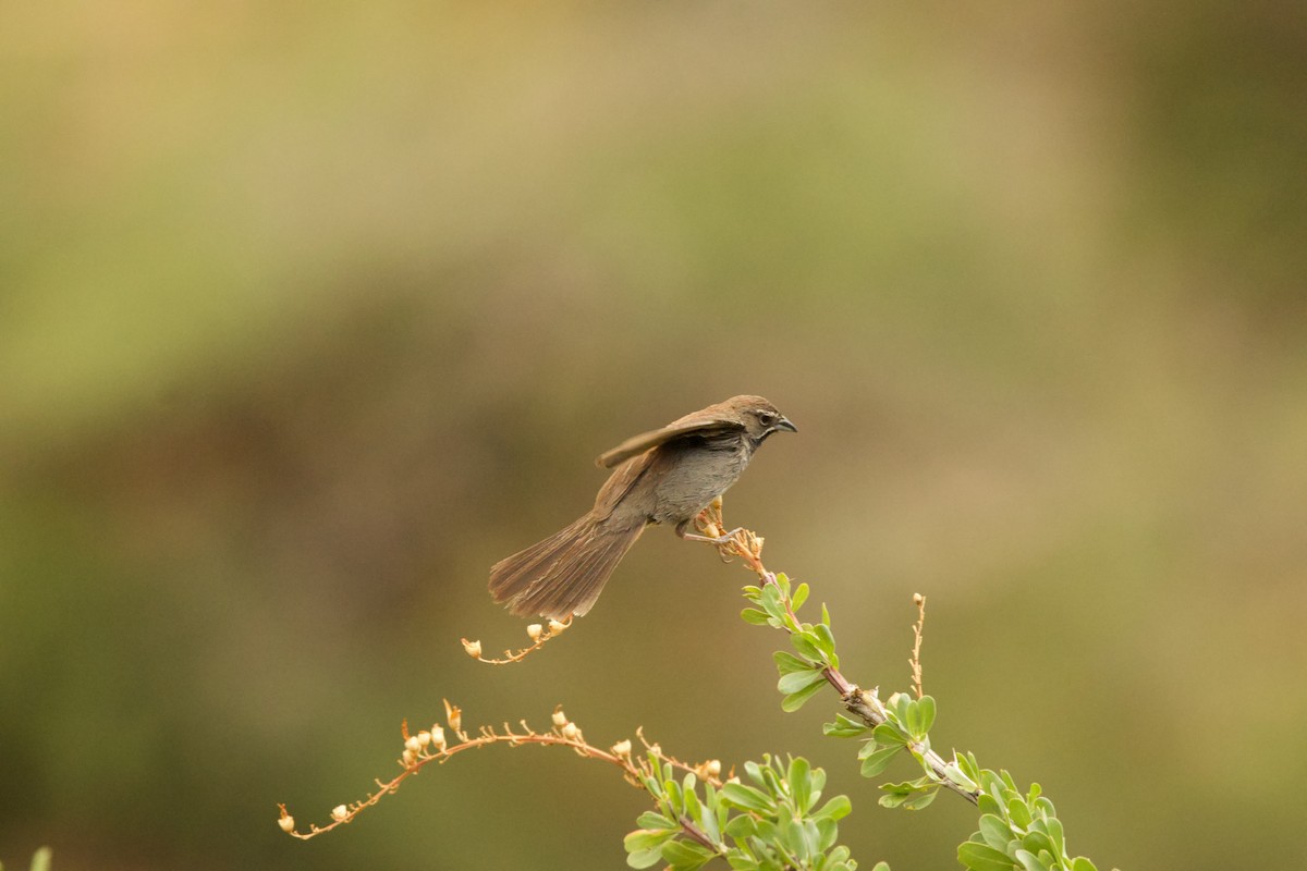 Five-striped Sparrow - ML641025349