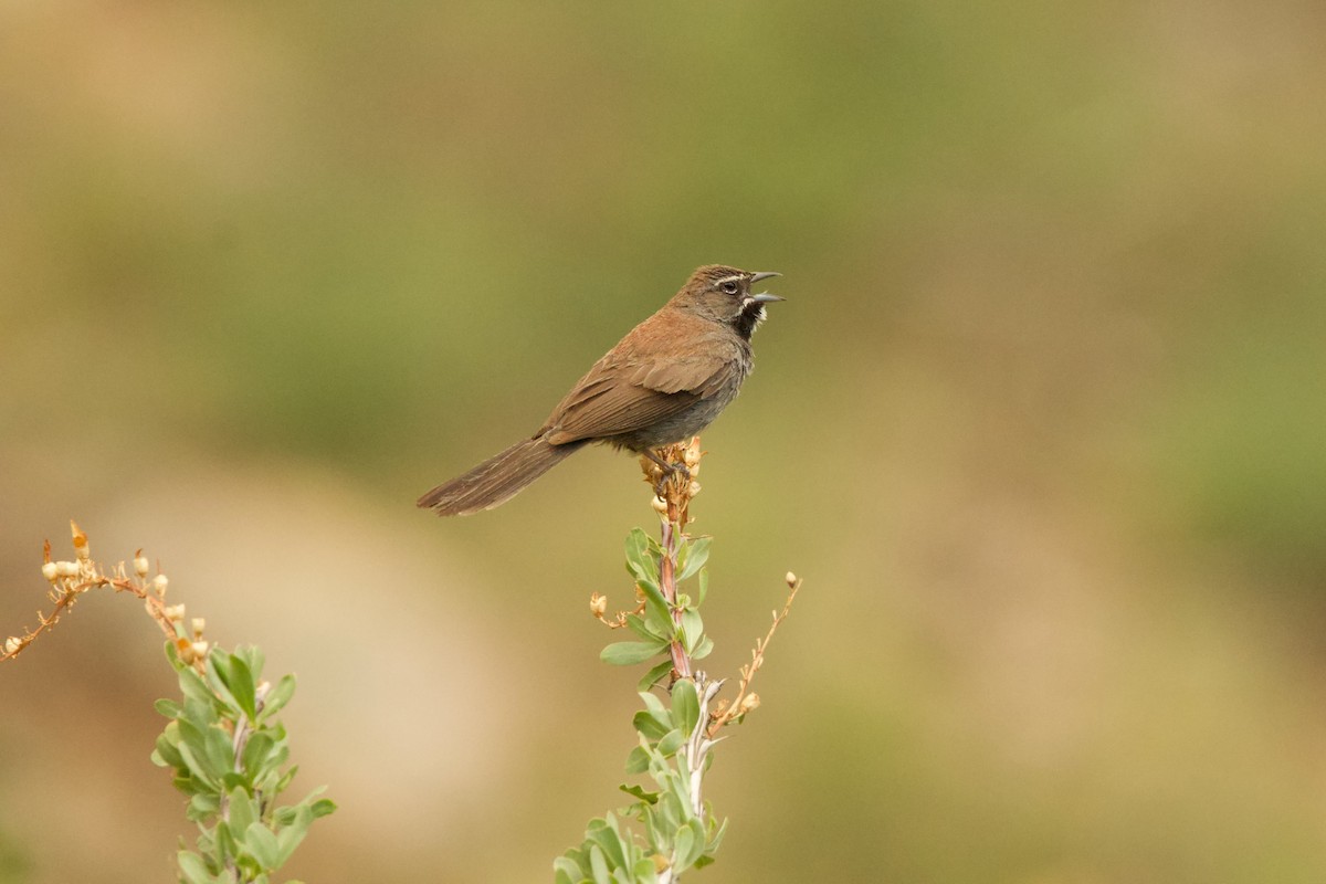 Five-striped Sparrow - ML641025355