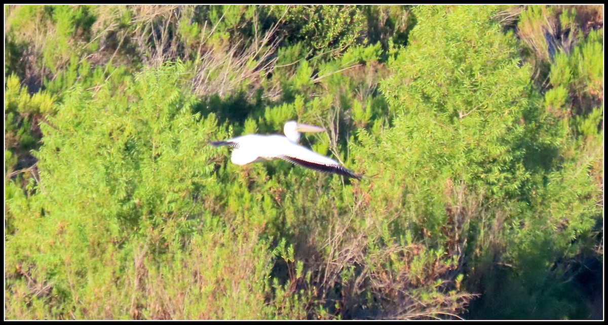 American White Pelican - ML641025357