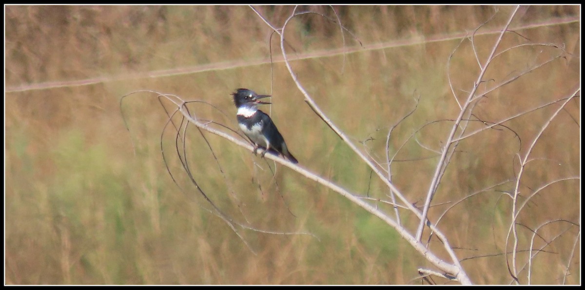 Belted Kingfisher - ML641025377