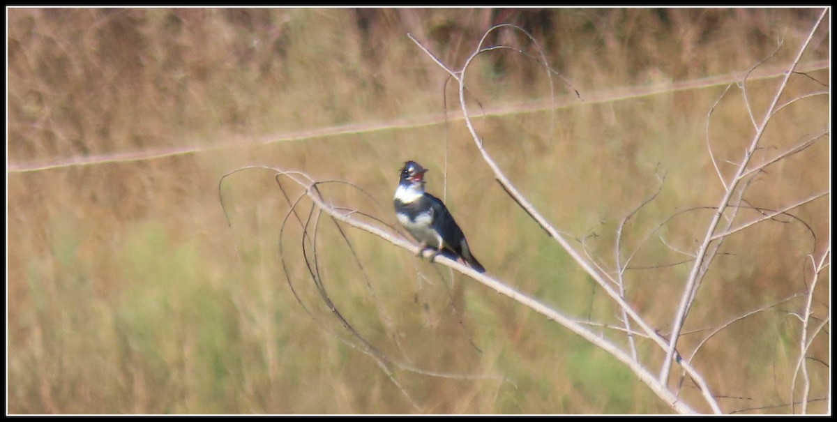 Belted Kingfisher - ML641025378