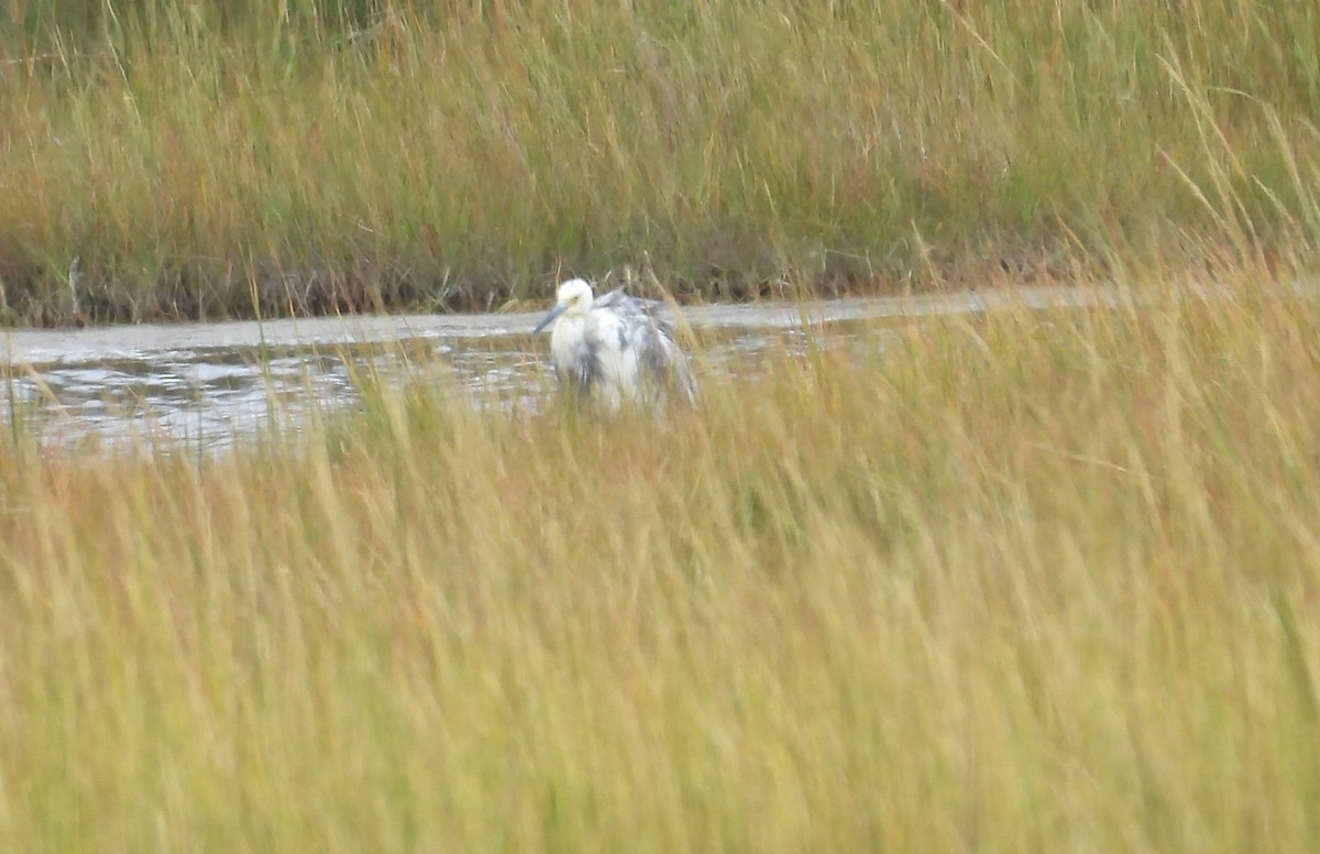 Egretta sp. - ML641025406