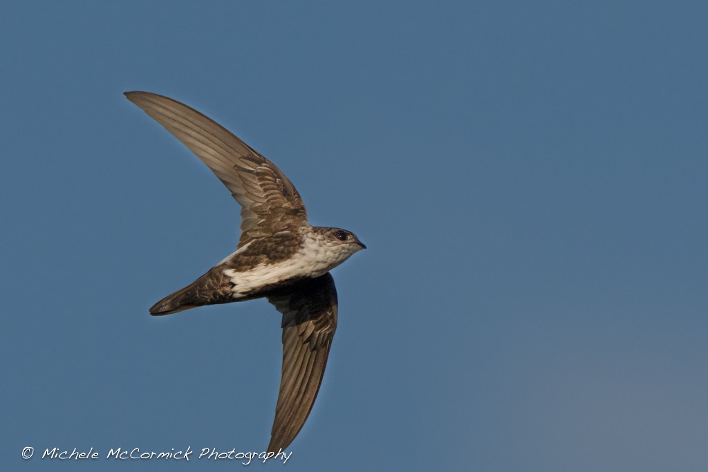 White-throated Swift - ML641025436
