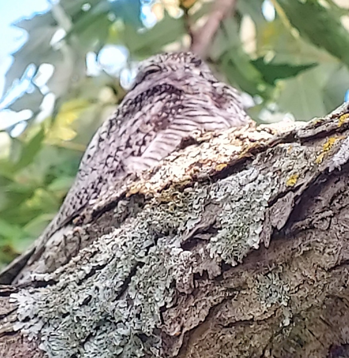 Common Nighthawk - ML641025445