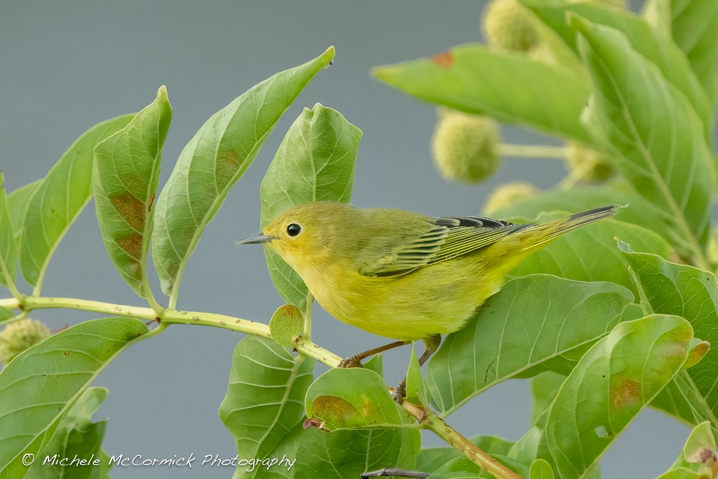 Northern Yellow Warbler - ML641025453