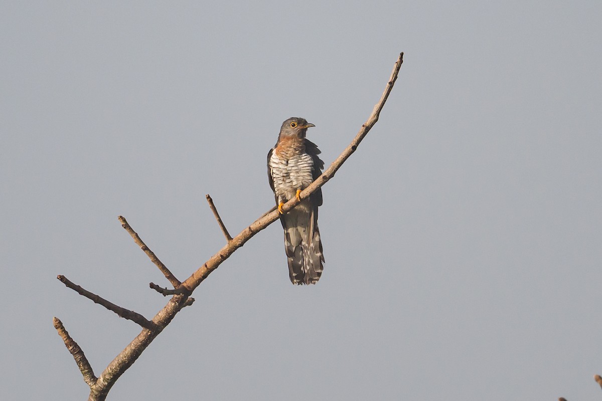 Einsiedlerkuckuck - ML641025454