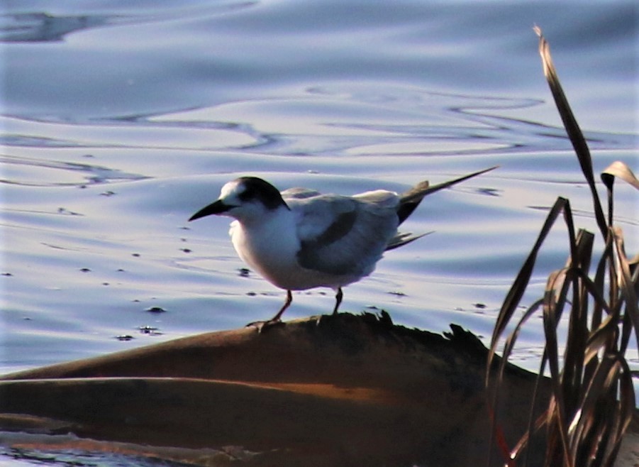 Common Tern - ML641025455