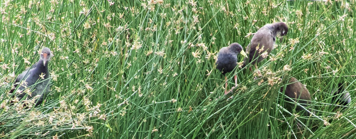 Black Crake - ML641025483