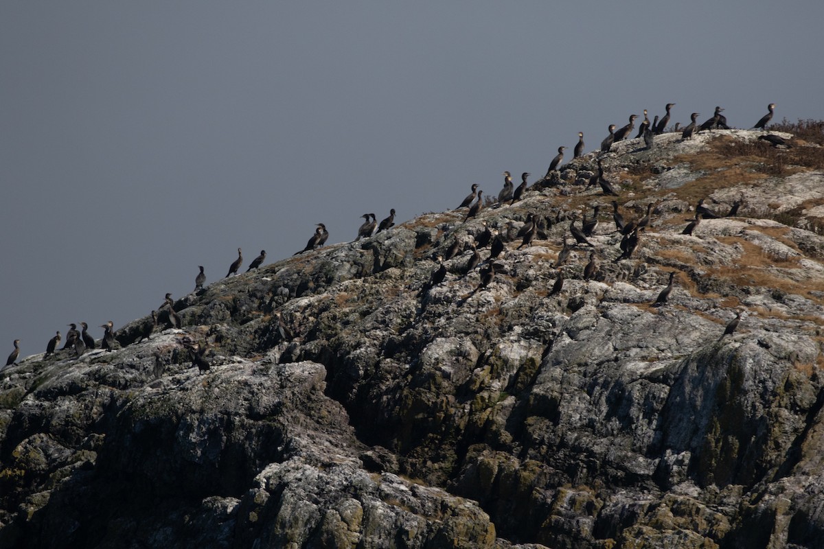 Great Cormorant - ML641025484