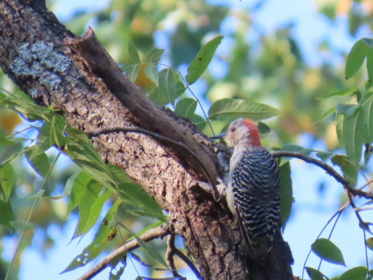 Red-bellied Woodpecker - ML641025493