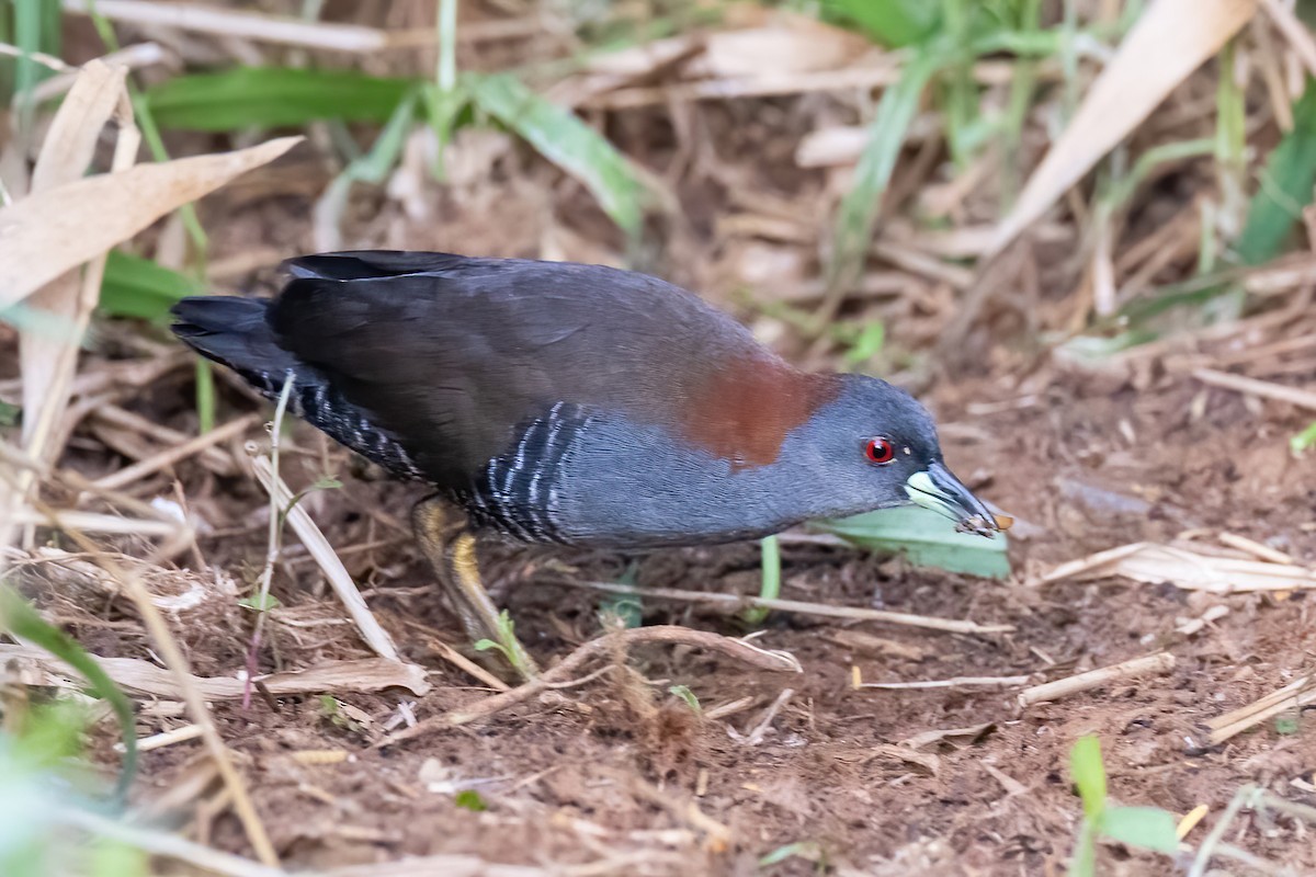 Gray-breasted Crake - ML641025509