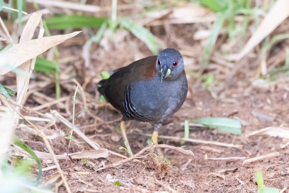 Gray-breasted Crake - ML641025510
