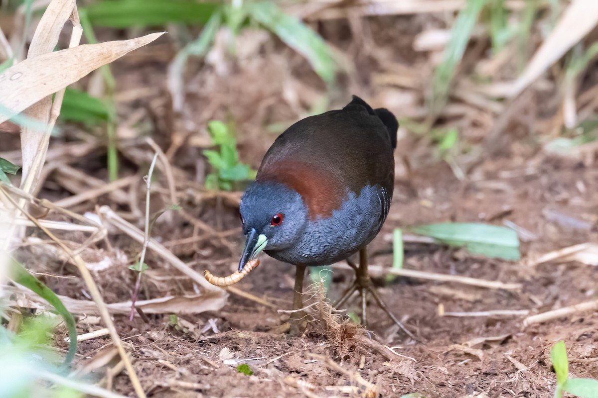 Gray-breasted Crake - ML641025511