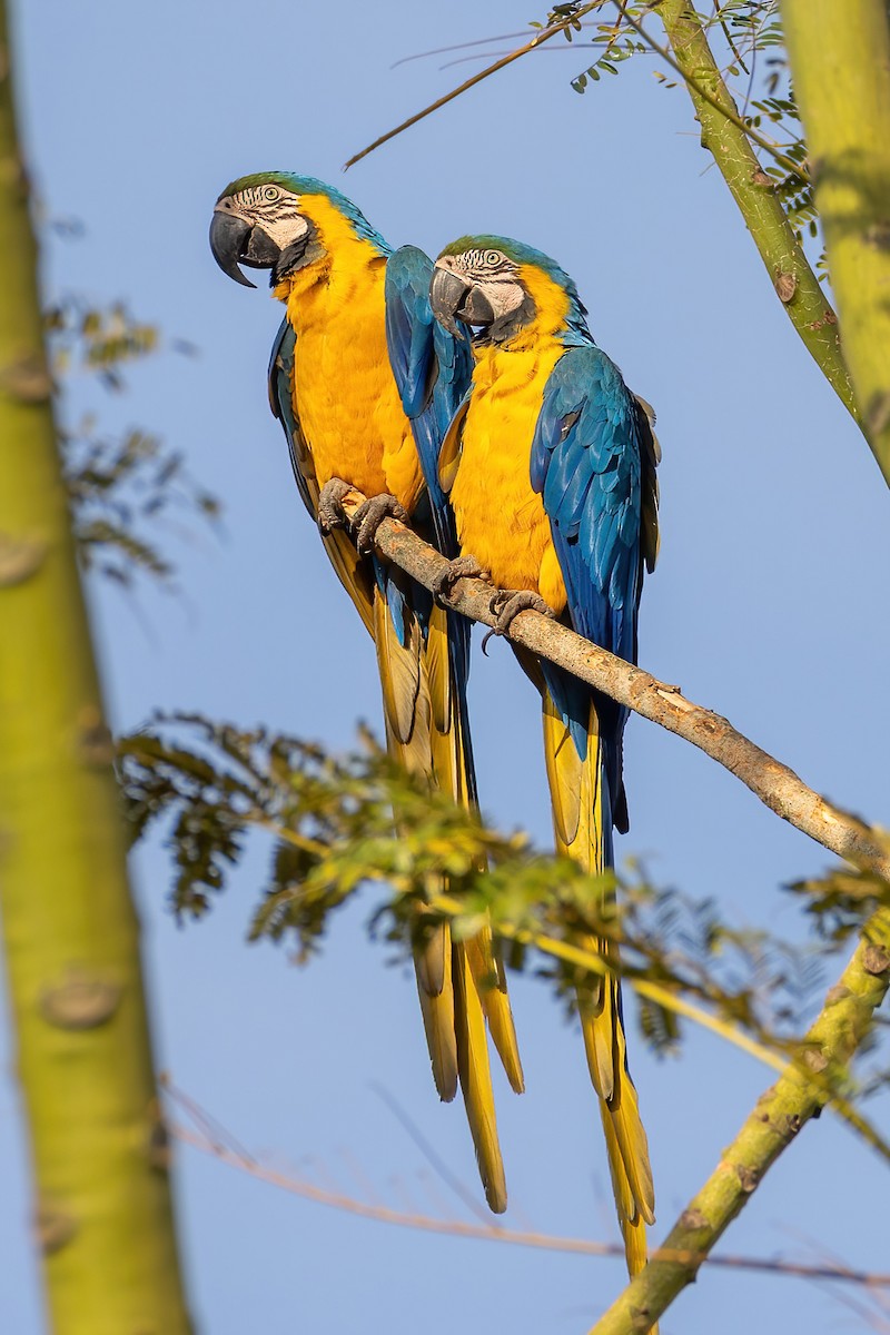 Blue-and-yellow Macaw - ML641025528