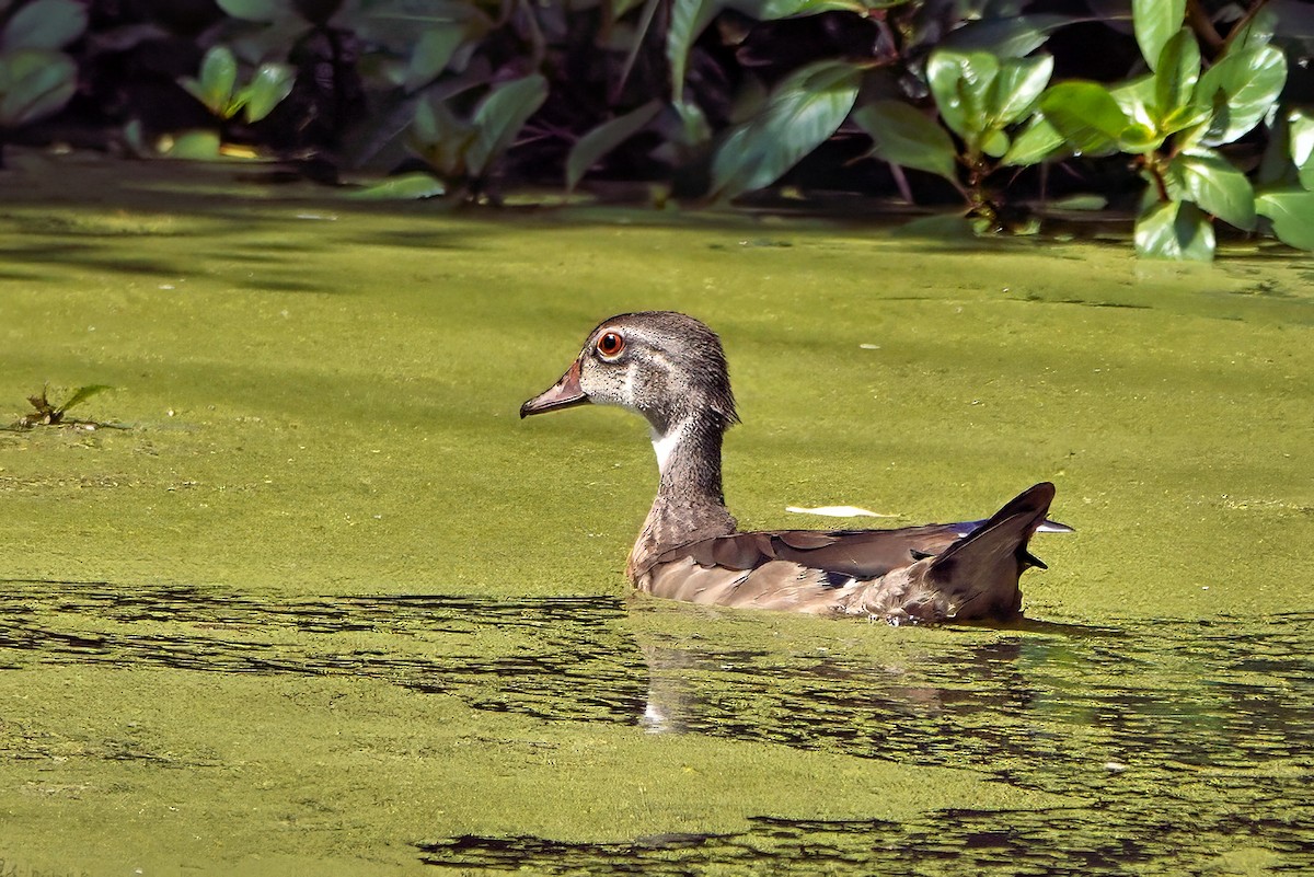 Wood Duck - ML641025550